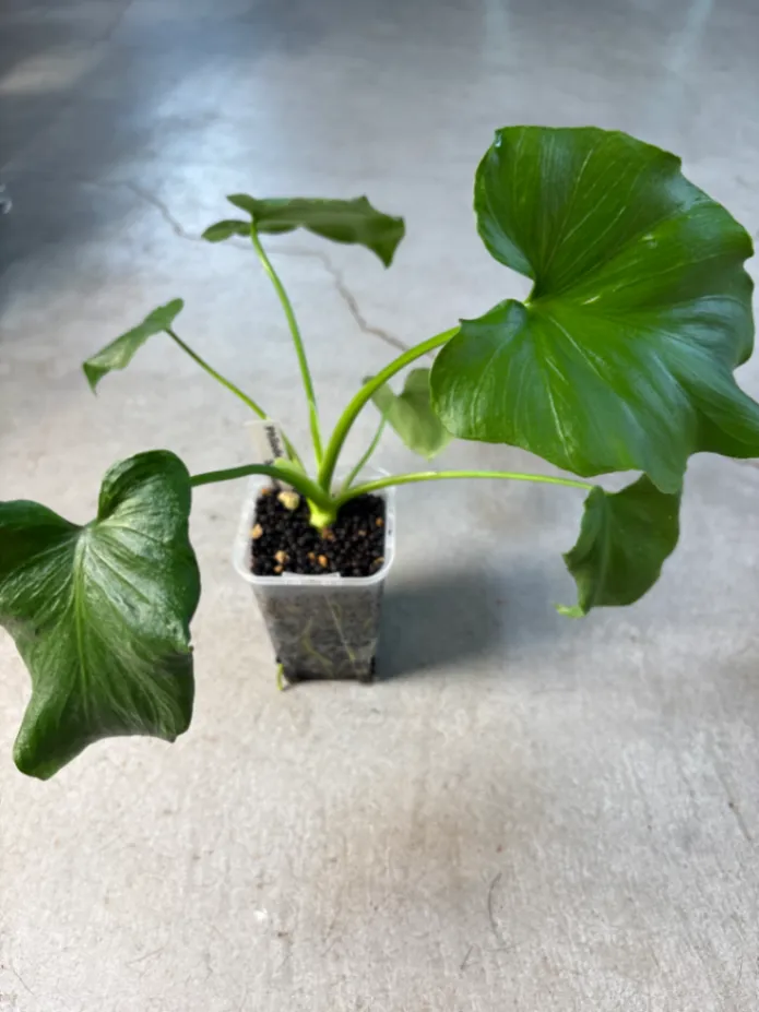 Philodendron selloum (フィロデンドロン セロウム)