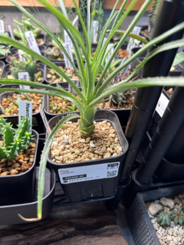 Puya mirabilis (プヤ ミラビリス)