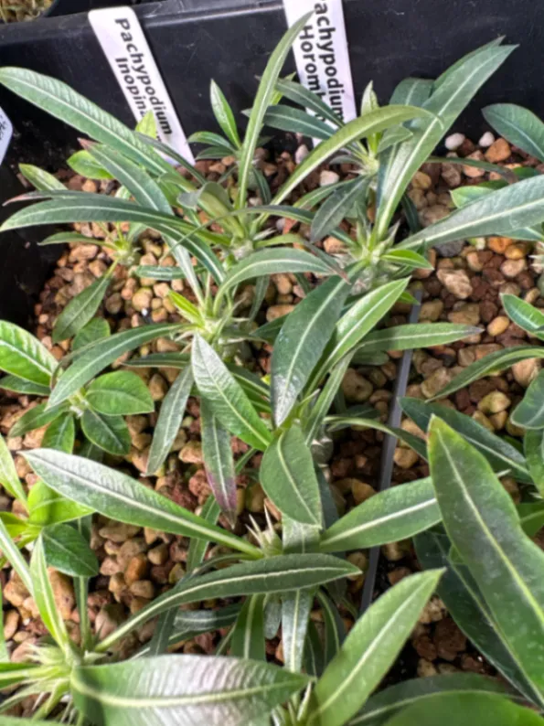 Pachypodium horombense (パキポディウム ホロンベンセ)