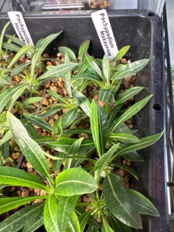 Pachypodium rosulatum ssp. makayense (パキポディウム マカイエンセ)