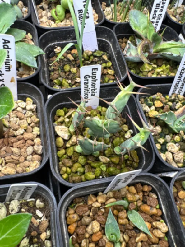 Euphorbia graniticola (ユーフォルビア グラニティコラ)