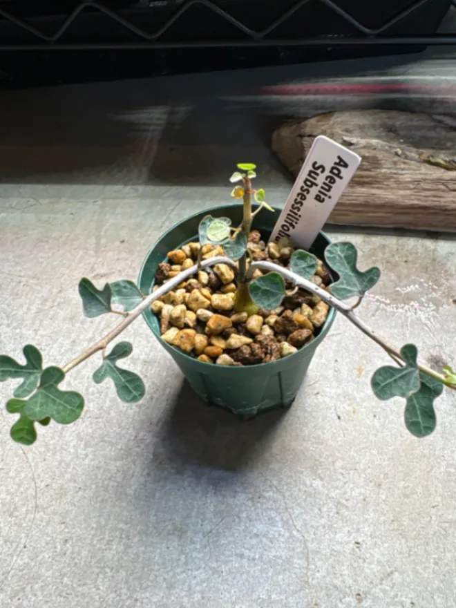 Adenia subsessilifolia (アデニア サブセッシリフォリア)