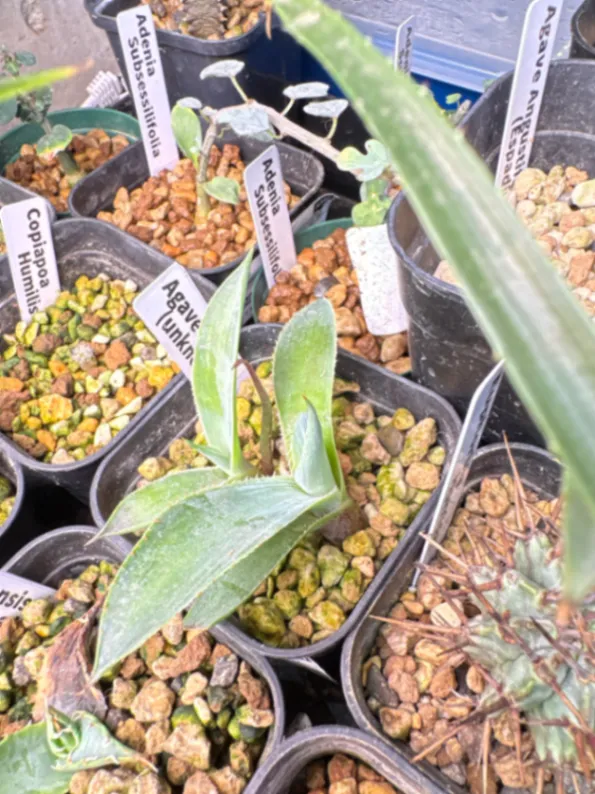 Agave ([プレゼント種子])