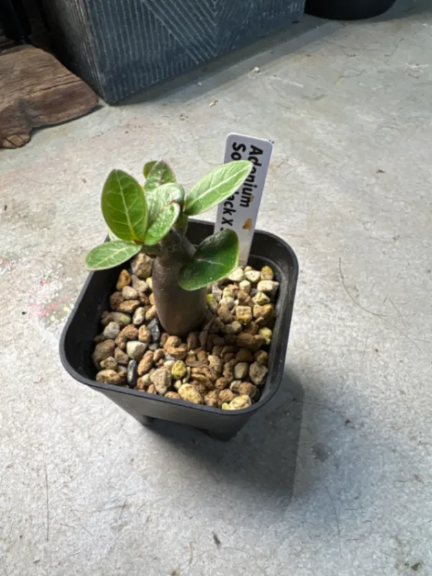X SPR Adenium Soco black X SPR (アデニウム ソコ ブラック)