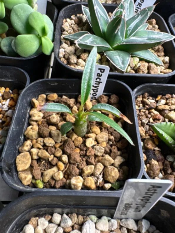 Pachypodium windsorii (パキポディウム ウィンゾリー)