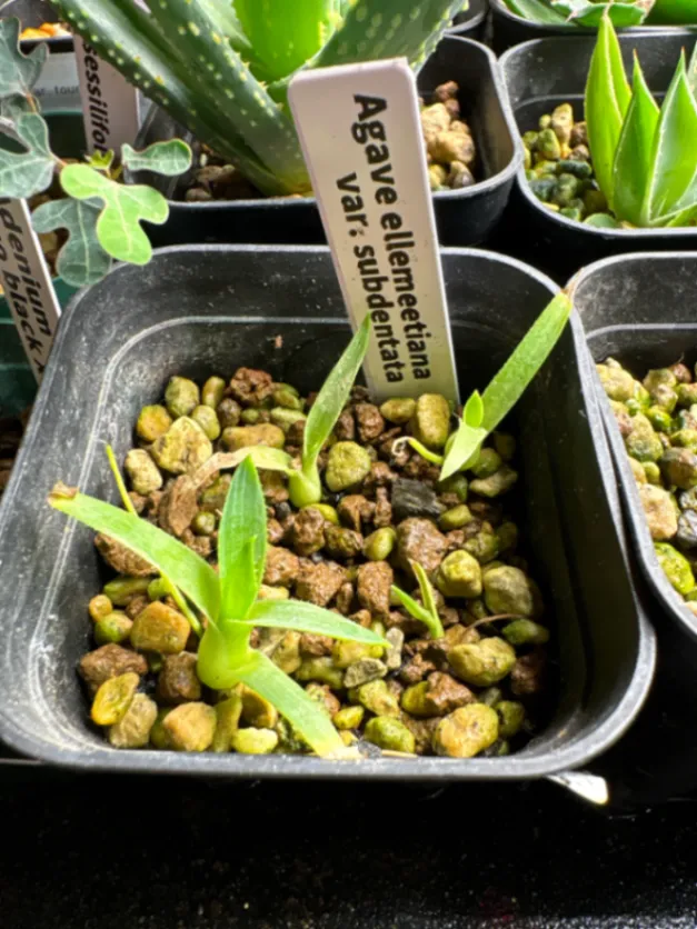 Agave ellemeetiana var. subdentata (アガベ エレミーティアナサブデンタータ)