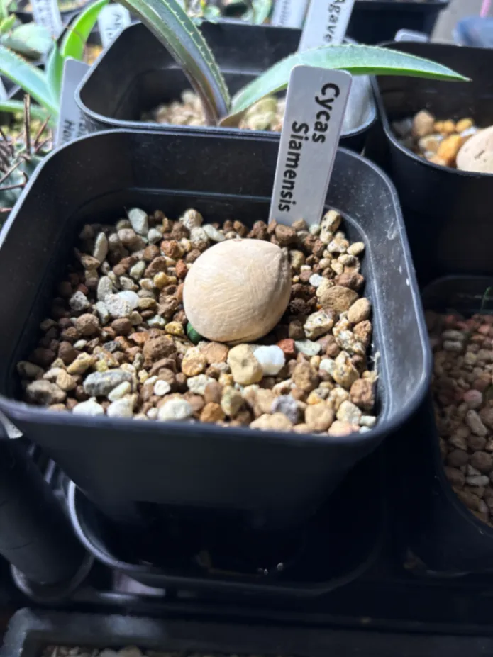Cycas siamensis (サイカス サイアメンシス)