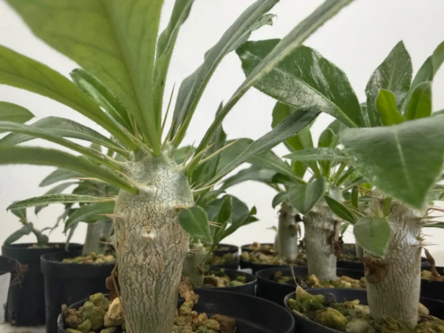Pachypodium saundersii (パキポディウム サンデルシー)