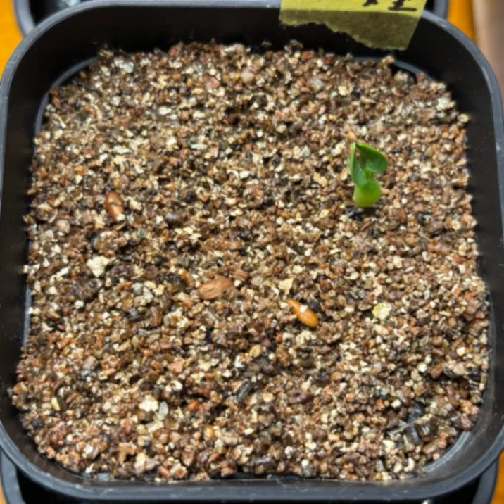 Pachypodium densiflorum var. densiflorum (パキポディウム デンシフローラム)