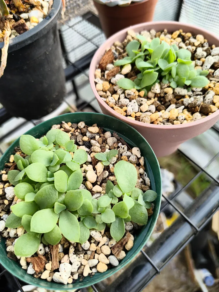 かなり発芽率良いです