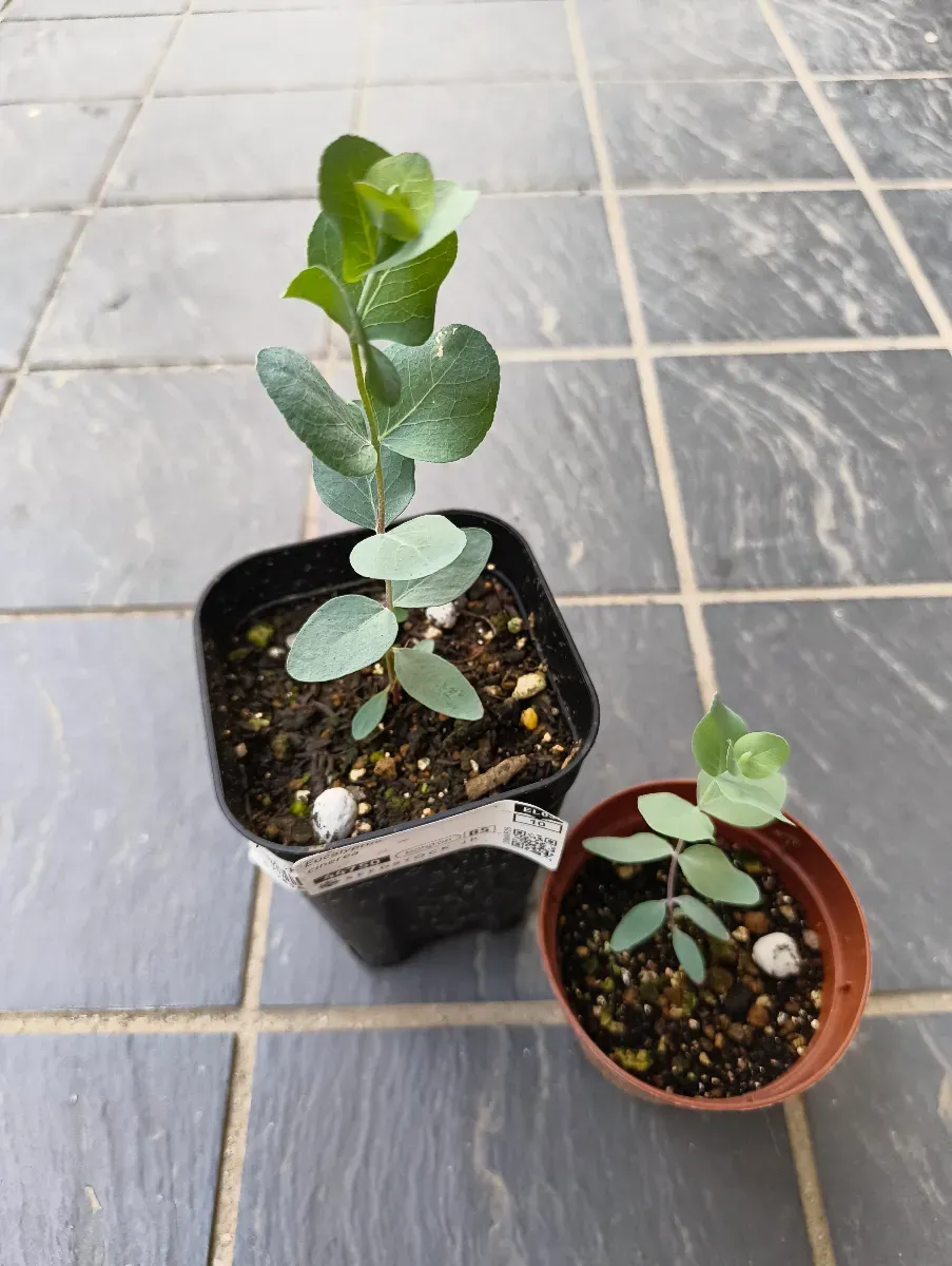 ユーカリ シネレア Eucalyptus cinerea