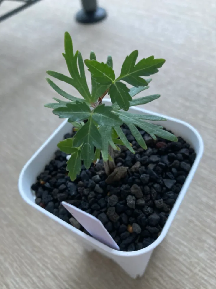 Bursera fagaroides (ブルセラ ファガロイデス)