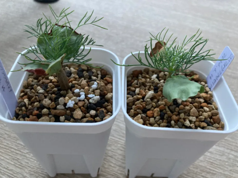 Commiphora kraeuseliana (コミフォラ クラウセリアナ)