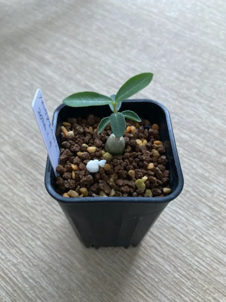 Fockea edulis (フォッケア 火星人)