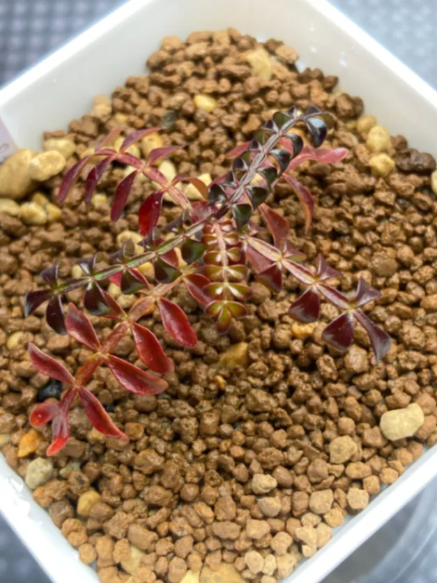 Operculicarya pachypus (オペルクリカリア パキプス)