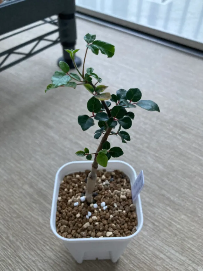 Commiphora orbicularis (コミフォラ オルビクラリス)