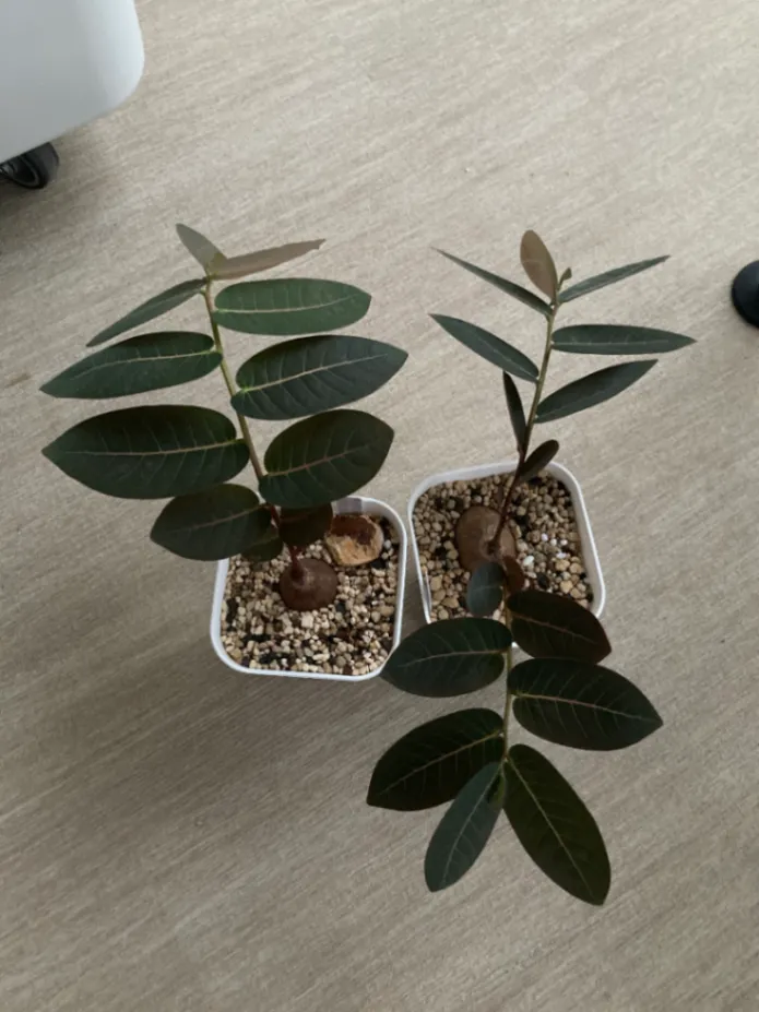 Phyllanthus mirabilis (フィランサス ミラビリス)
