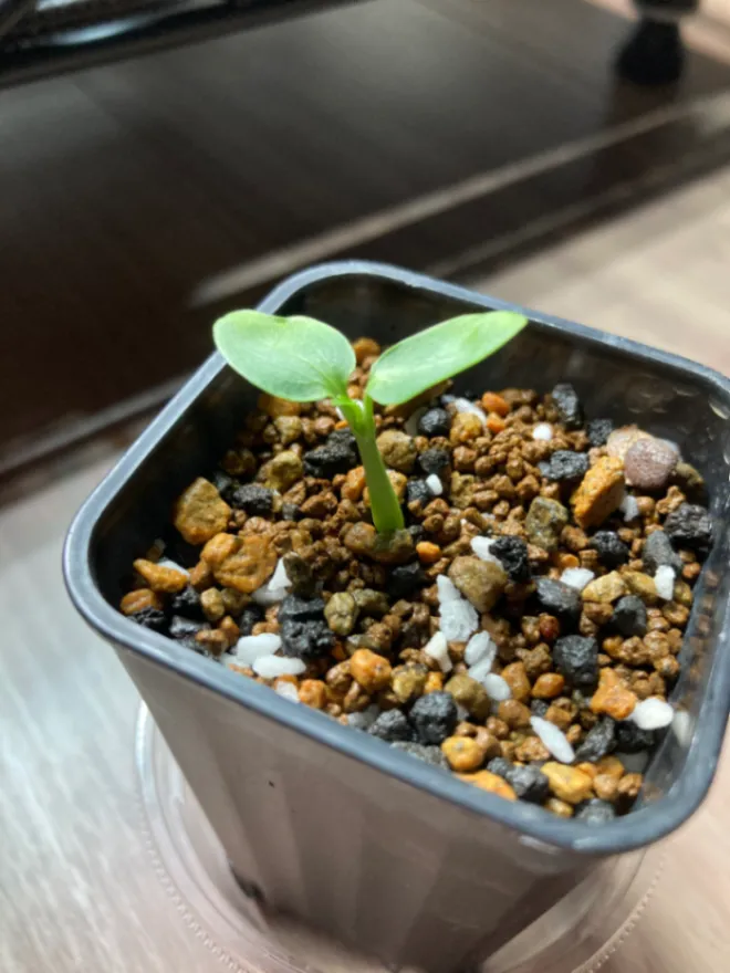 Adenia subsessilifolia (アデニア サブセッシリフォリア)