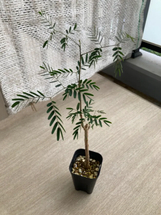 Delonix decaryi (デロニクス デカリー)