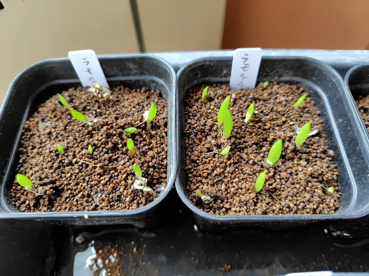 Aloe ramosissima (アロエ ラモシシマ)