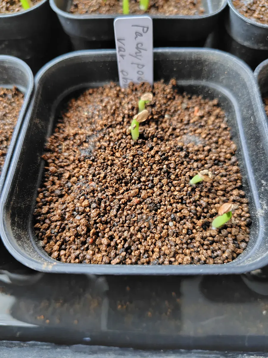 Pachypodium rosulatum var. eburneum (パキポディウム エブレネウム)