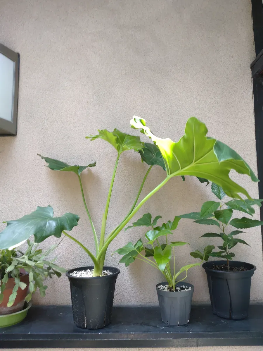 Philodendron selloum (フィロデンドロン セロウム)