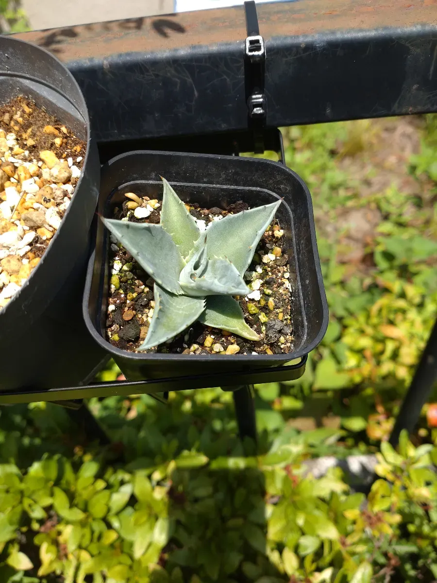 Agave gentryi La Escondida (アガベ ジェントリー ラ・エスコンディーダ)