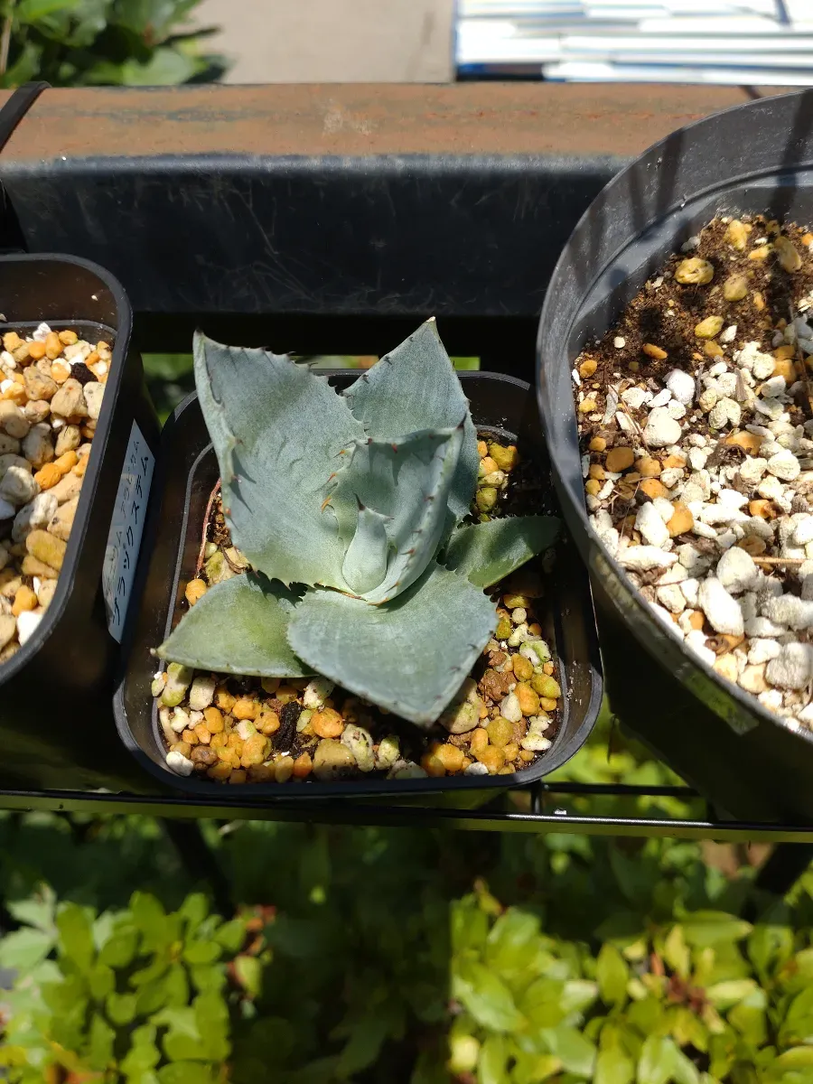Agave parryi var. truncata (アガベ パリー トランカータ)