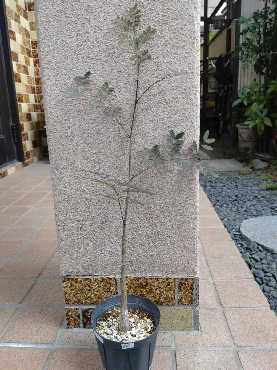 Delonix decaryi (デロニクス デカリー)