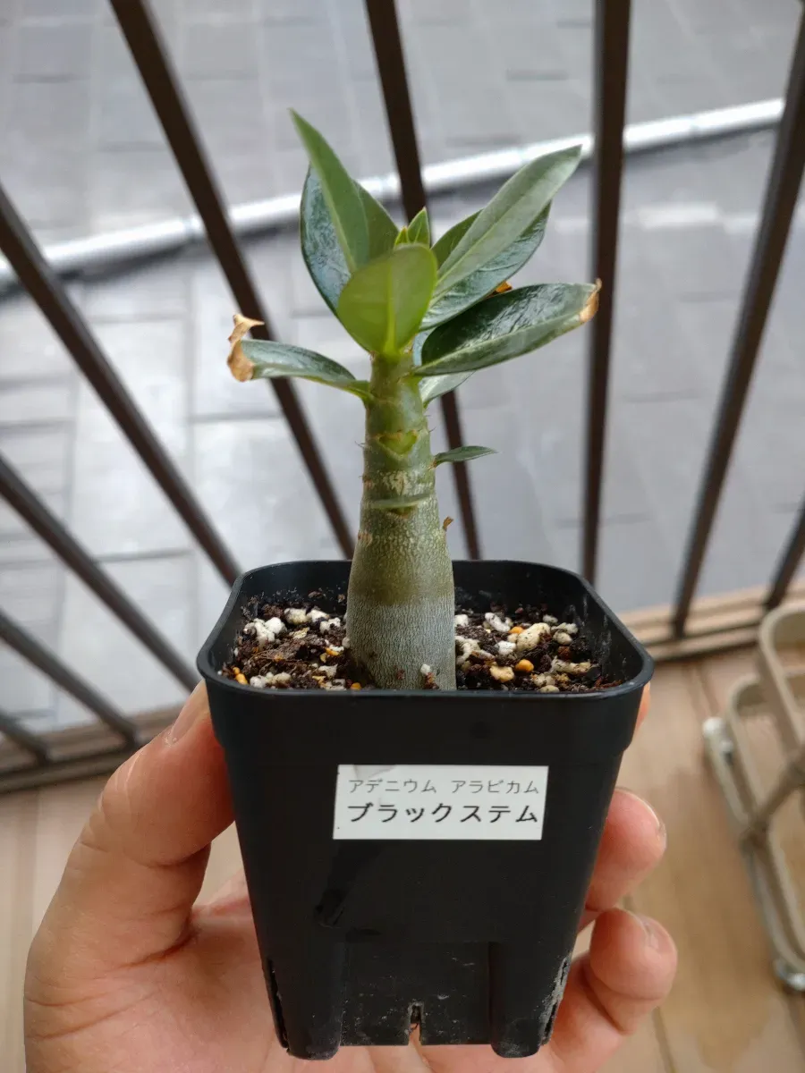 Adenium arabicum Black stem (アデニウム アラビカム ブラックステム)