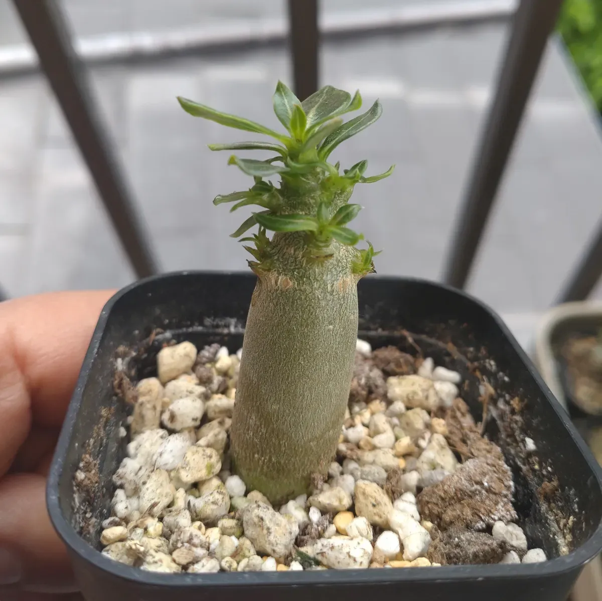 Adenium arabicum Alien (アデニウム エイリアン)