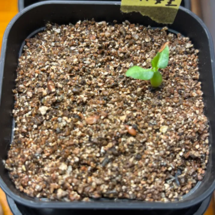 Pachypodium densiflorum var. densiflorum (パキポディウム デンシフローラム)