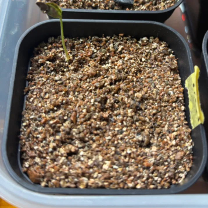 Phyllanthus mirabilis (フィランサス ミラビリス)