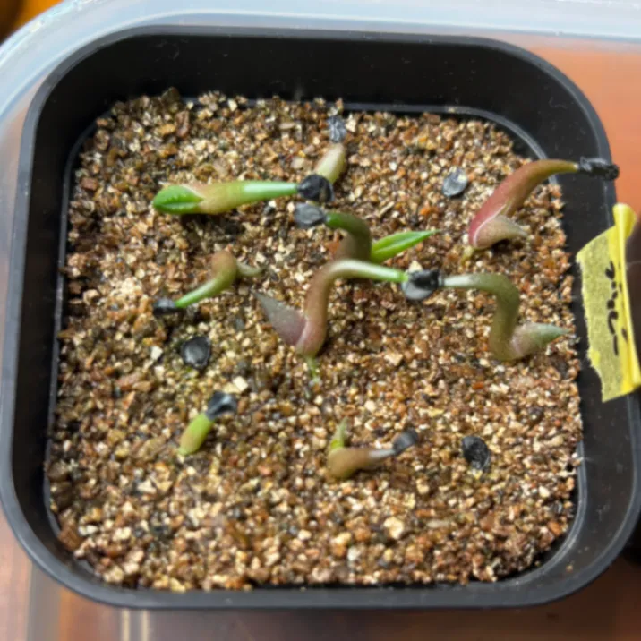 Agave titanota Blue Lot. (アガベ チタノタブルー)