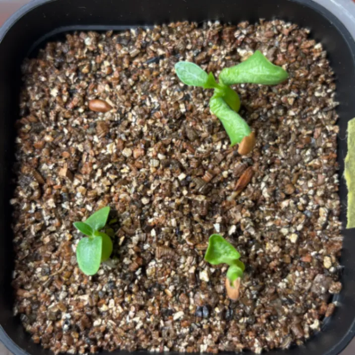Pachypodium enigmaticum (パキポディウム エニグマチカム)