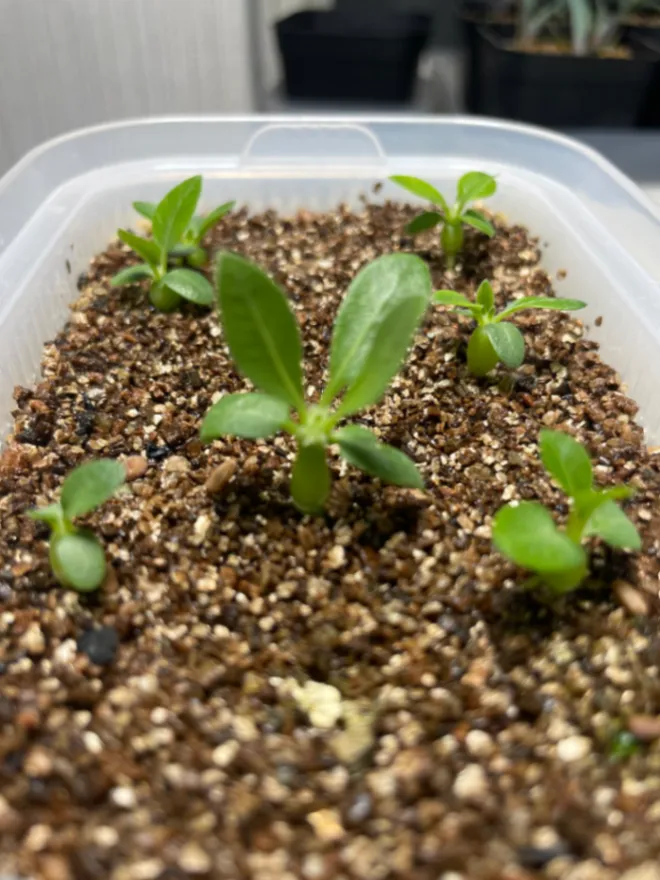 Pachypodium rosulatum var. gracilius Lot. (パキポディウム グラキリス)