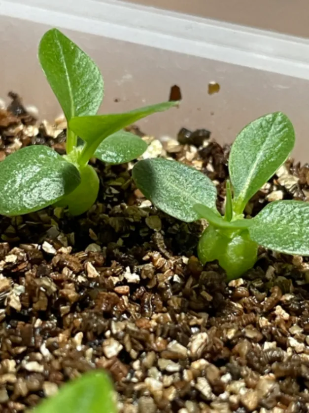Pachypodium brevicaule ssp. brevicaule (パキポディウム ブレビカウレ 小粒)