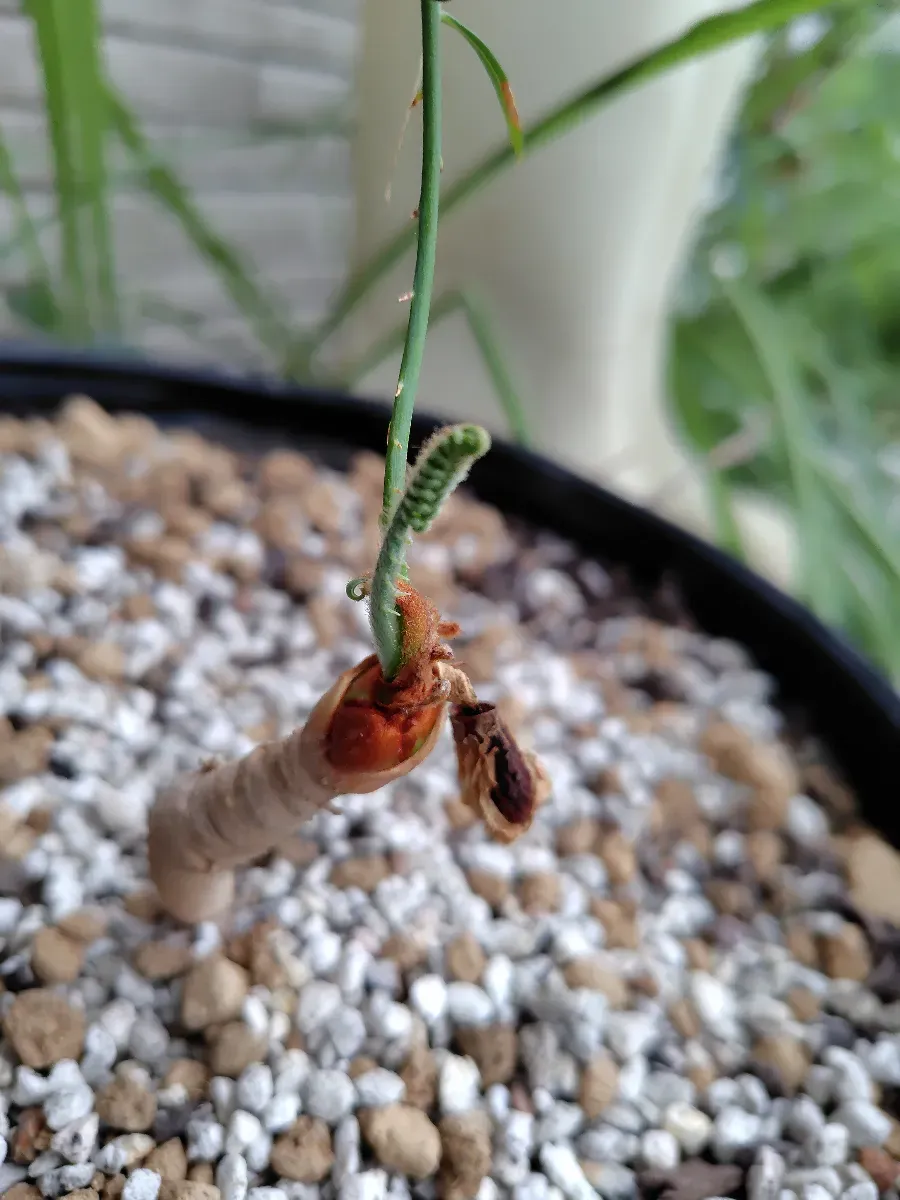 Cycas cairnsiana (サイカス カイルンシアナ)