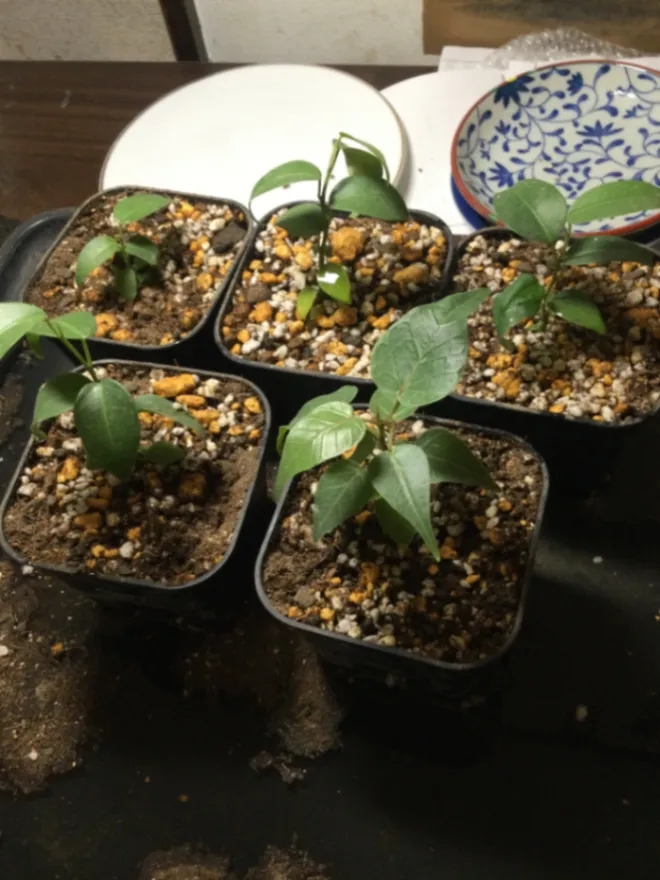 Ficus benjamina (フィカス ベンジャミン)