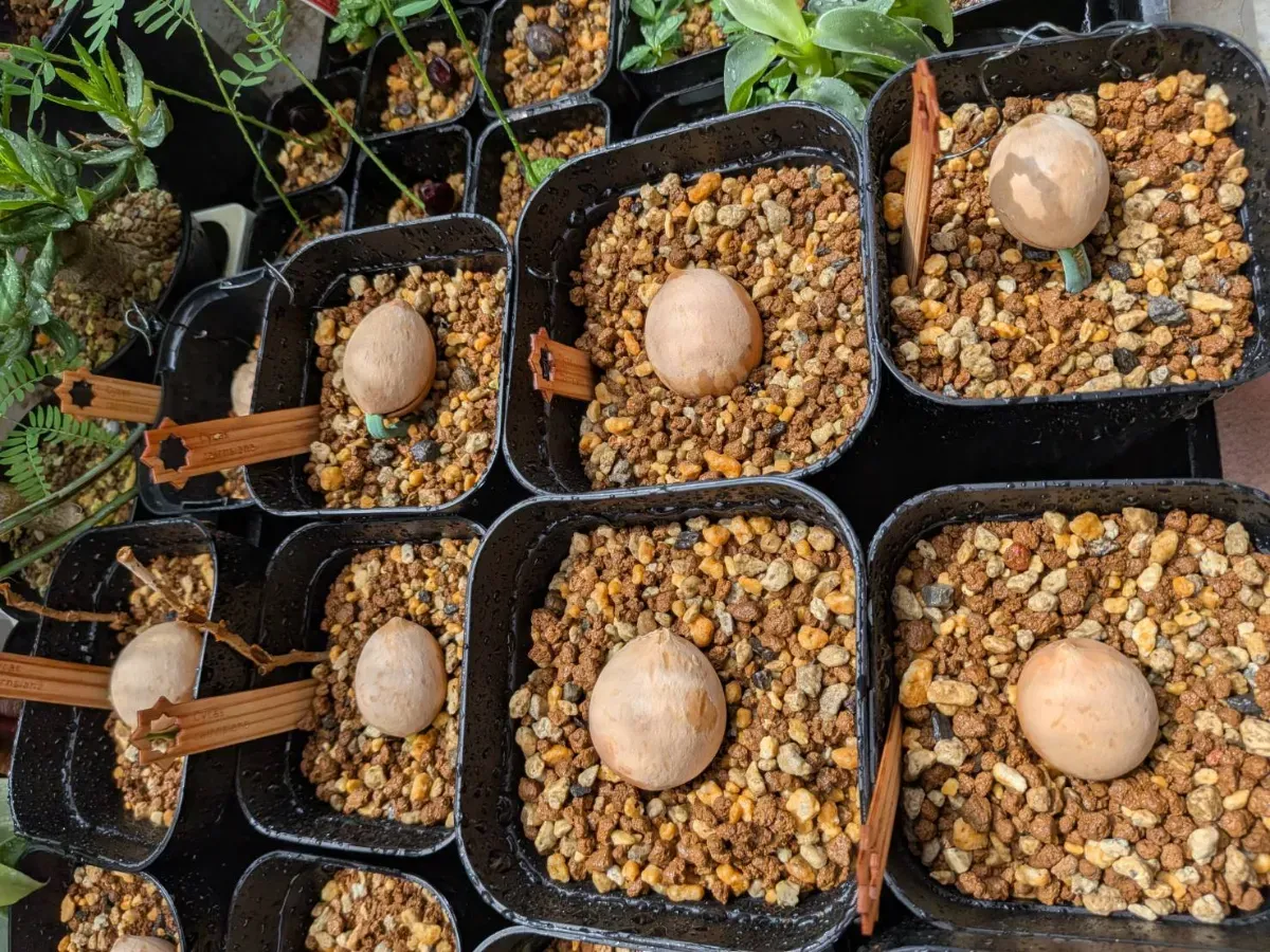 発芽報告/Cycas cairnsiana (サイカス カイルンシアナ)/播種から15日で