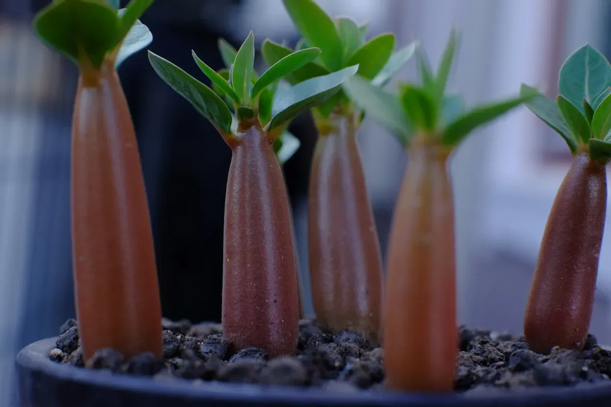 PBN Adenium thai socotranum PBN (アデニウム タイ ソコトラナム)