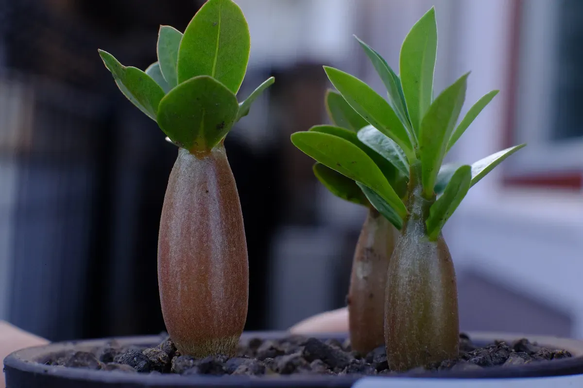Adenium arabicum Yemen (アデニウム アラビカム イエメン)