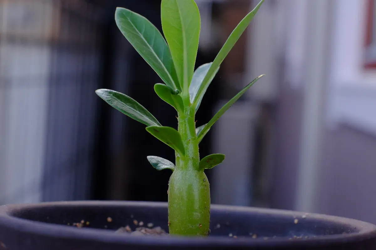Adenium obesum (アデニウム オベスム)