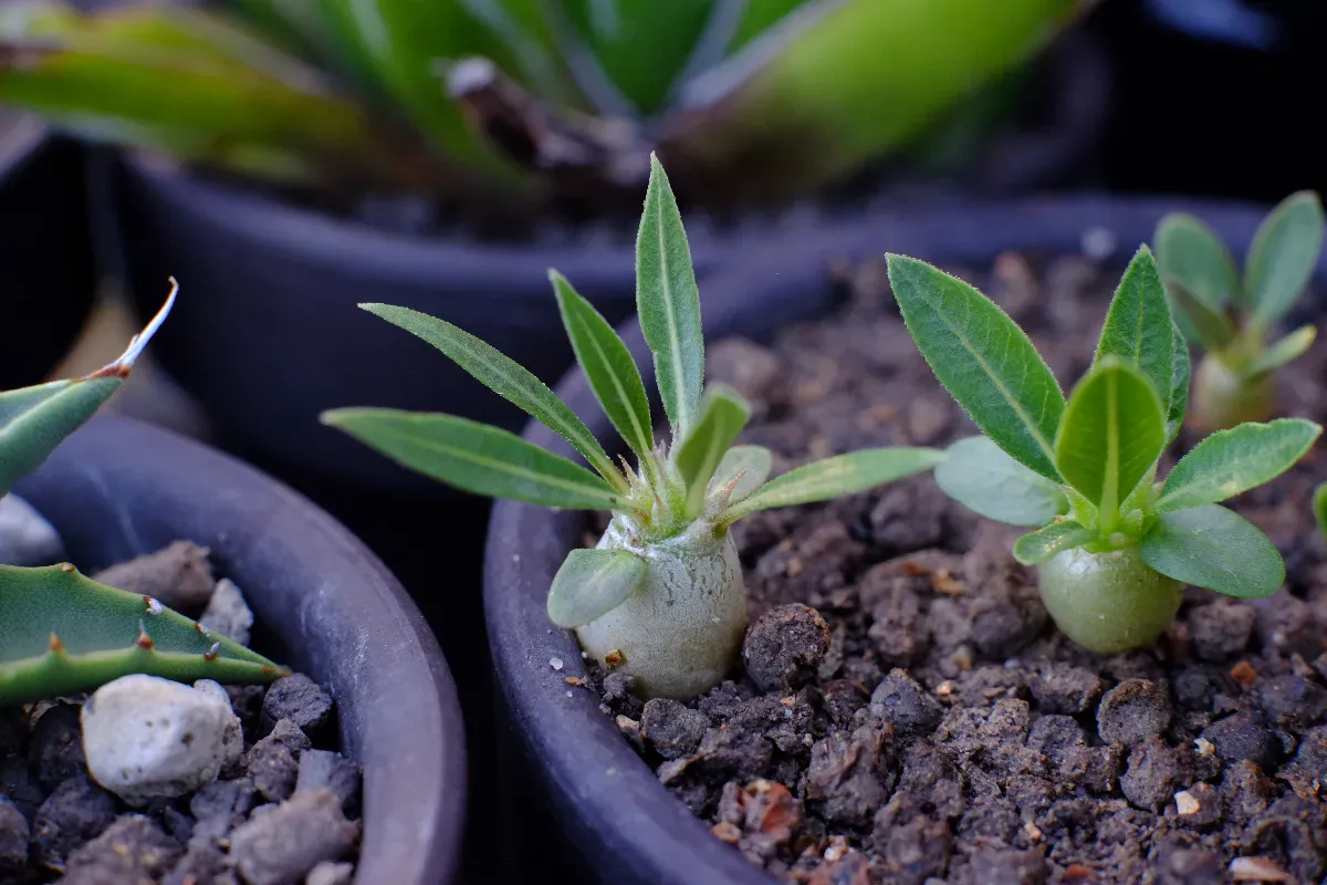 Pachypodium horombense (パキポディウム ホロンベンセ)