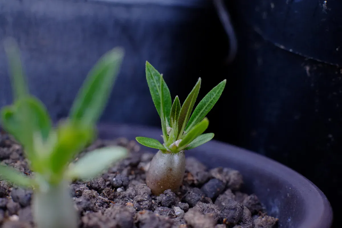 Pachypodium rosulatum ssp. makayense (パキポディウム マカイエンセ)
