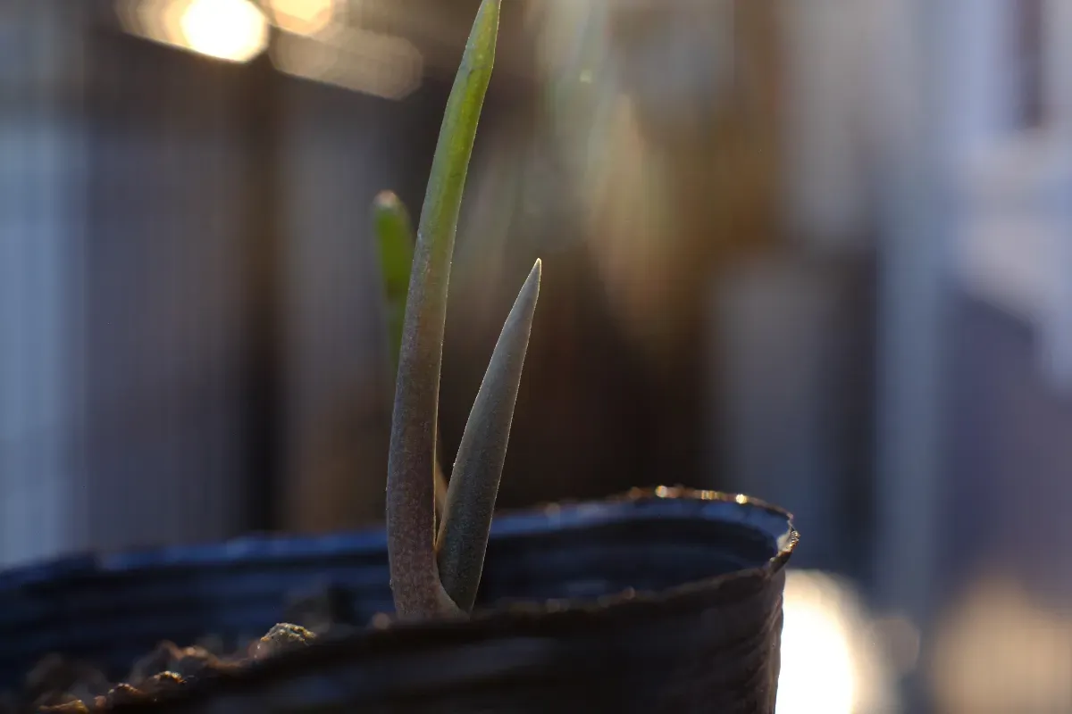 Aloe suzannae (アロエ スザンナエ)
