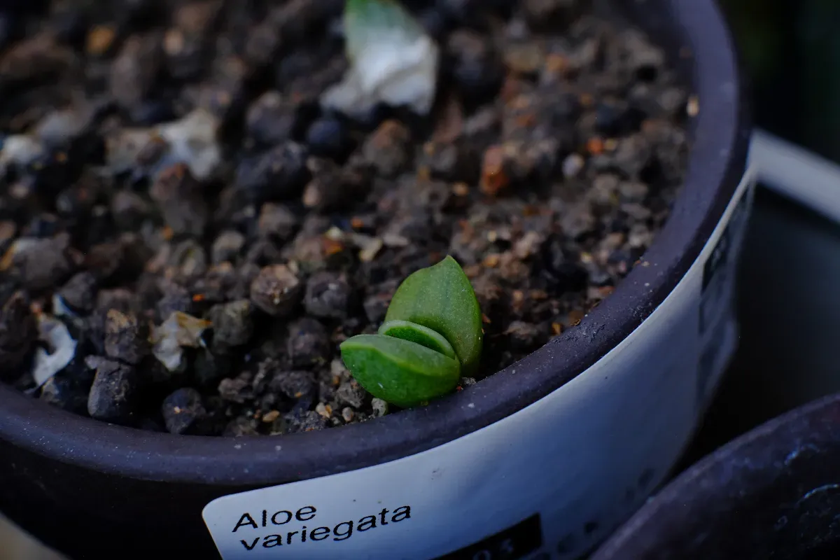 Aloe variegata (アロエ 千代田錦)
