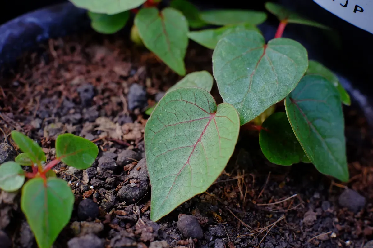 Ficus petiolaris (フィカス ペティオラリス)