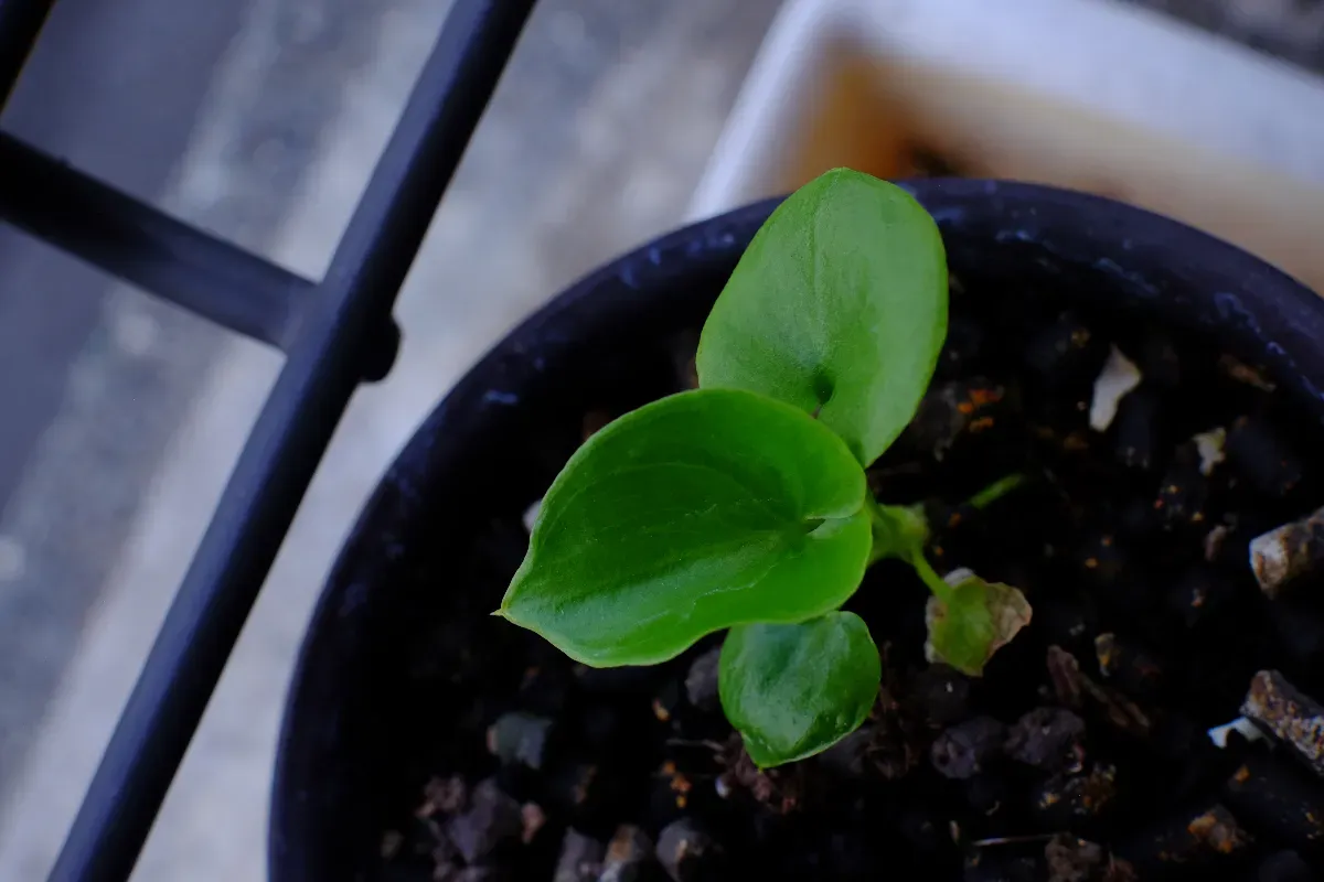 Philodendron selloum (フィロデンドロン セロウム)