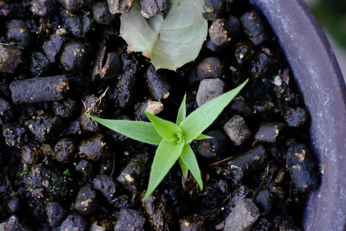Puya mirabilis (プヤ ミラビリス)